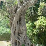 Greece, Corfu Island, Achilieion Palace; unique tree trunk in garden