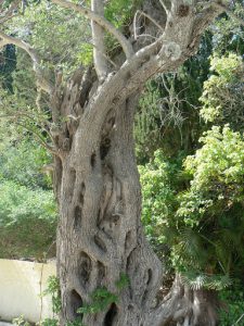 Greece, Corfu Island, Achilieion Palace; unique tree trunk in garden