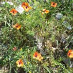 Flowers on the climb up to the cliff-top fortress