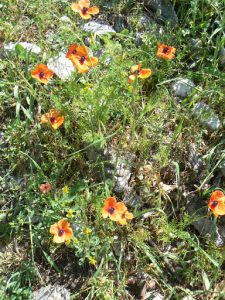 Flowers on the climb up to the cliff-top fortress