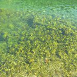 Clear water at Kotor harbor