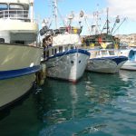 Croatia, Zadar City: fishing boats in port
