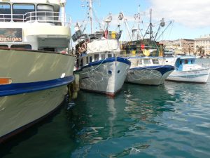 Croatia, Zadar City: fishing boats in port