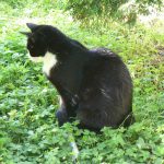 Bosnia-Herzegovina, Sarajevo City: local cat