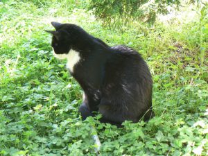 Bosnia-Herzegovina, Sarajevo City: local cat