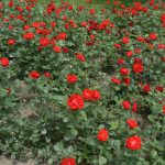 Serbia, Belgrade: rose garden