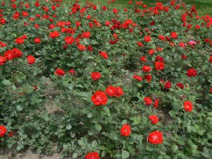 Serbia, Belgrade: rose garden