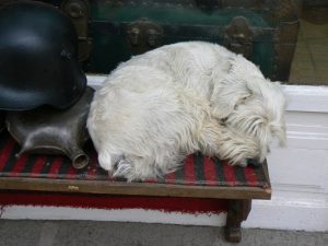 Macedonia, Skopje: local pet sleeping