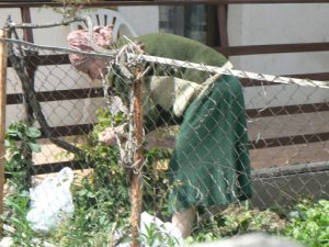 Macedonia, Lake Ohrid: in her garden