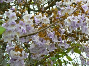 Macedonia, Lake Ohrid: flowers