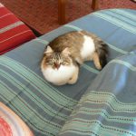 Tunisia, La Marsa - cats are favored pets in Tunisia