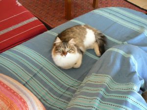 Tunisia, La Marsa - cats are favored pets in Tunisia