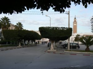 Tunisia, La Marsa - trimmed trees