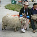 Tibet, Lhasa: a shepherd with his ram near the Potala