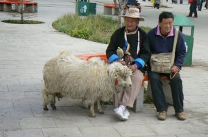 Tibet, Lhasa: a shepherd with his ram near the Potala