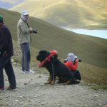 Tibet: overlooking lake with mastiff dog