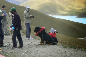 Tibet: overlooking lake with mastiff dog