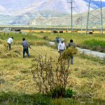 Tibet: hay harvest