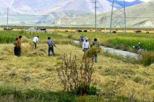 Tibet: hay harvest