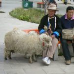 Tibet: Lhasa - local shepherd posing for tourist photos.