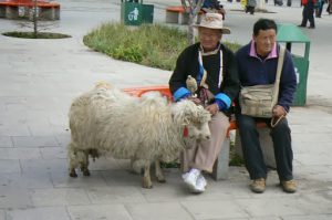 Tibet: Lhasa - local shepherd posing for tourist photos.