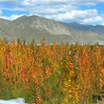 Tibet: Lhasa city - driving across the Lhasa River delta