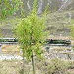 Tibet: Lhasa - train from Lhasa to Beijing; 42 (+/-)