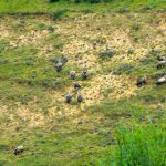 Tibet: Lhasa - Pabonka Monastery.  A flock of vultures lives