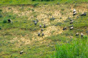 Tibet: Lhasa - Pabonka Monastery.  A flock of vultures lives