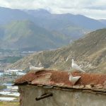 Tibet: Lhasa - Pabonka Monastery.  White doves atop the monastery.