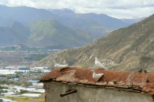 Tibet: Lhasa - Pabonka Monastery.  White doves atop the monastery.