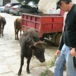 Tibet: Lhasa - Pabonka Monastery.  A few calves wander around