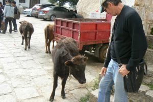 Tibet: Lhasa - Pabonka Monastery.  A few calves wander around