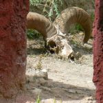 Tibet: Lhasa - Pabonka Monastery.  A ram skull.