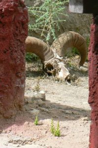 Tibet: Lhasa - Pabonka Monastery.  A ram skull.