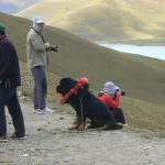 Tibet - mastiff dog with decorative collar above Yamdrok Lake; the