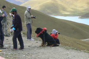 Tibet - mastiff dog with decorative collar above Yamdrok Lake; the