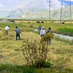 Tibet - harvesting wheat ? barley? in Nagar town.