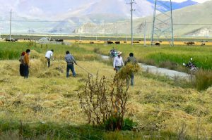 Tibet - harvesting wheat ? barley? in Nagar town.