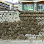 Tibet - yak dung 'pies' are dried and used for