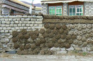 Tibet - yak dung 'pies' are dried and used for
