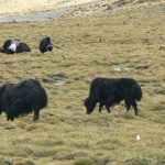 Tibet - across Tibet there are countless yaks grazing. It is