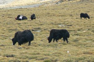 Tibet - across Tibet there are countless yaks grazing. It is