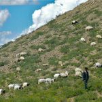 Tibet - shepherd on the rural hills with his flock.