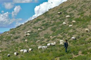 Tibet - shepherd on the rural hills with his flock.