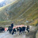 Tibet - herds of cattle, sheep, goats and yaks are