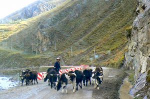 Tibet - herds of cattle, sheep, goats and yaks are
