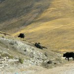 Tibet - yaks wander the hills but are owned by