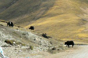 Tibet - yaks wander the hills but are owned by