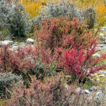 Tibet - multi-colored heather-like bristly shrubs  cover the lower slopes.